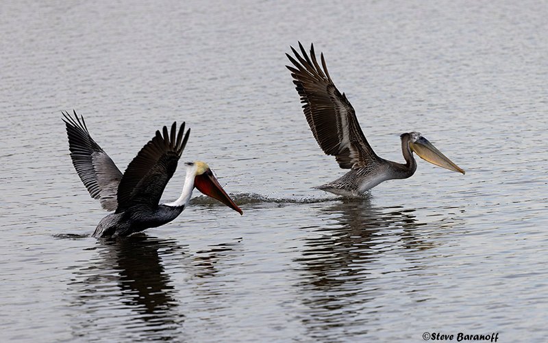 _B223332 brown pelicans.jpg